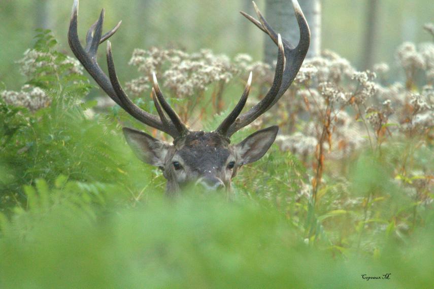 Brame du cerf © Copeaux