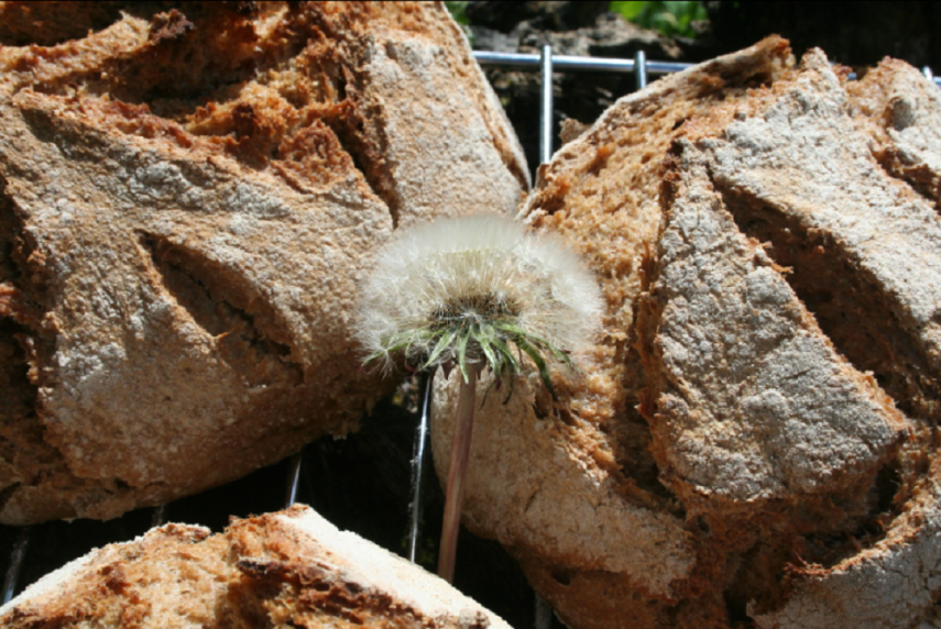 Jardin d'Hélène Proisy < Thiérache < Aisne < Hauts-de-France