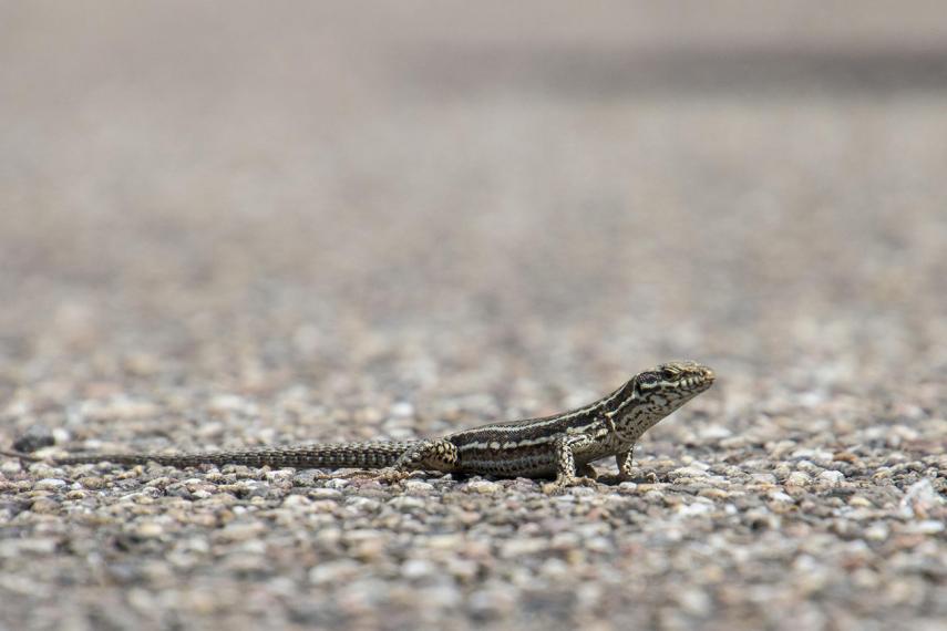 Sortie nature reptiles < Mesbrecourt < Aisne < Picardie