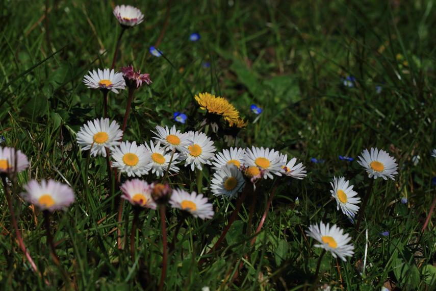 Sortie plantes sauvages < Laon < Aisne < Picardie
