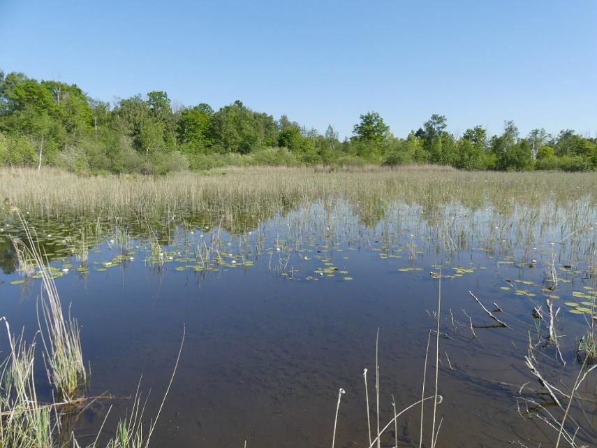 Sortie nature mare < Pierrepont < Aisne < Hauts-de-France