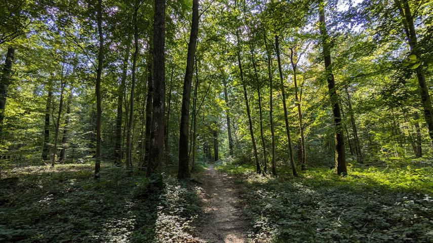 Forêt domaniale de Vauclair 2024 < Bouconville-Vauclair < Aisne < Picardie