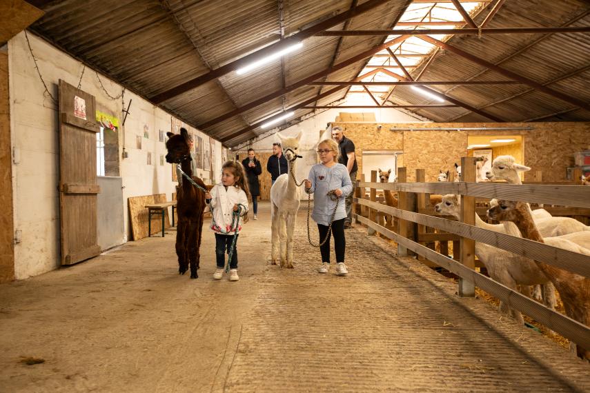 SOMMERON - Alpagas - © OT TH - Loïc RIDOU (2)