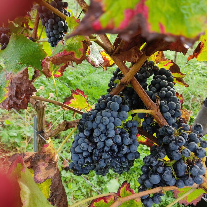 Sortie vin ©Cassemiche redim