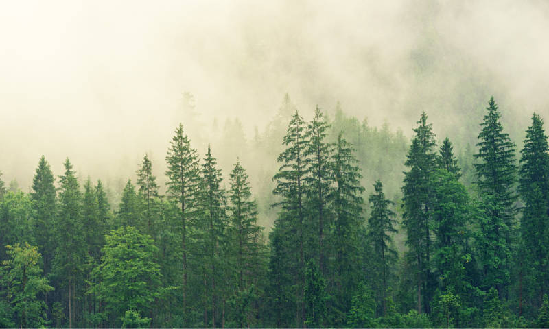 Théâtre de rue - Traverser la forêt en bateau