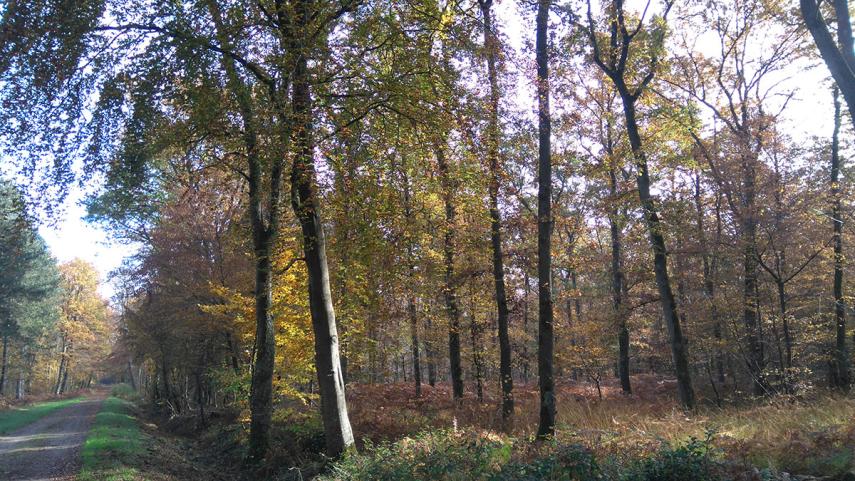 Allée du Roi < Vauclair < Aisne < Picardie