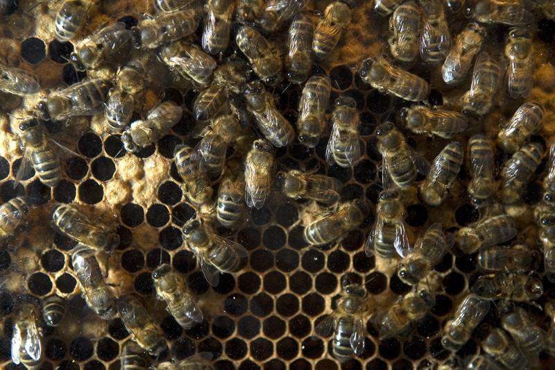 Abeilles dans une ruche < Laonnois a Aisne < Picardie