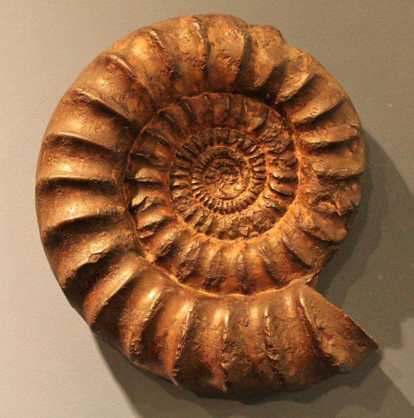 ammonite-321695_1920