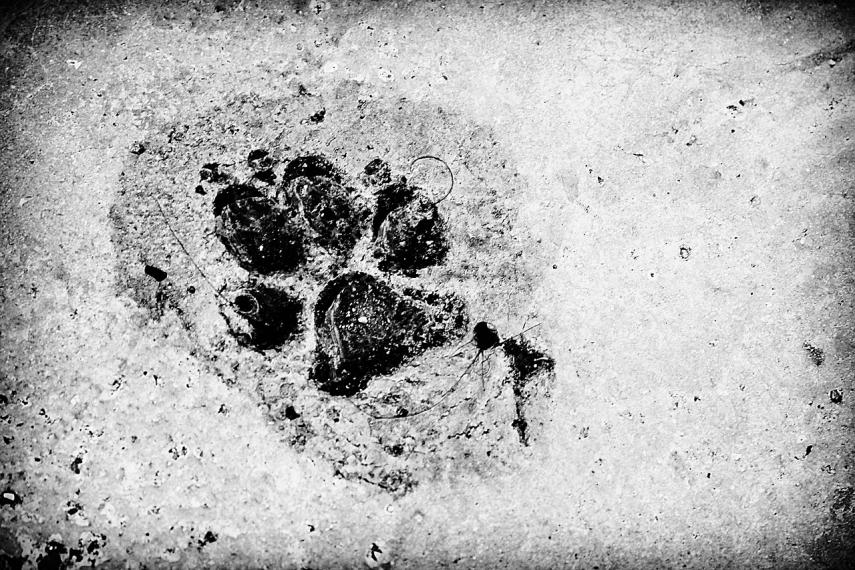 footprint-962170_1280