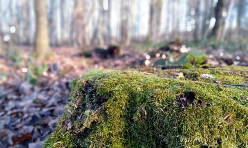 foret de Retz en hiver 