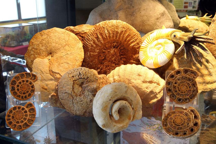 musées origines préhistoire 4 expo2