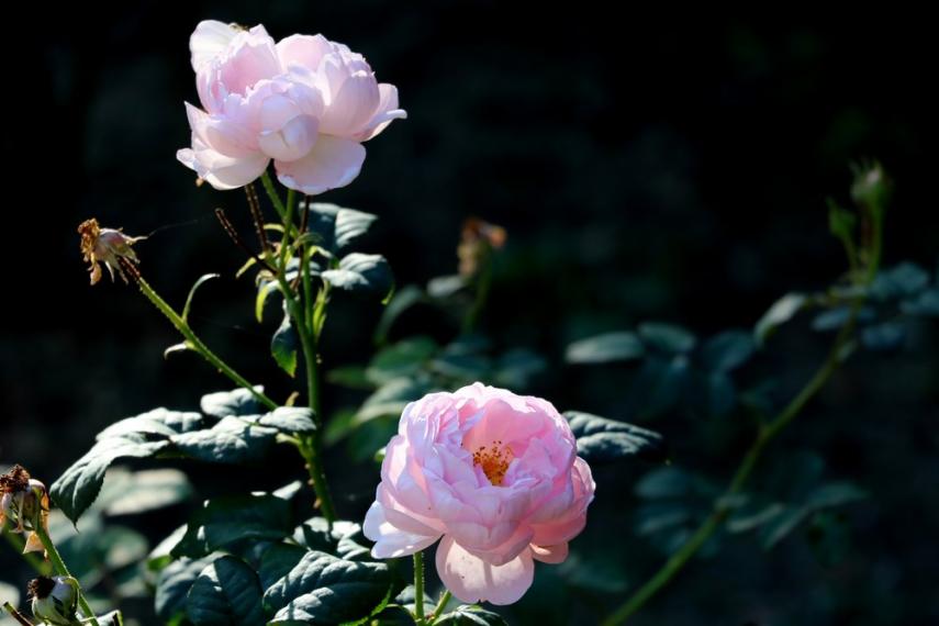 Roses < Thiérache < Aisne < Hauts-de-France 