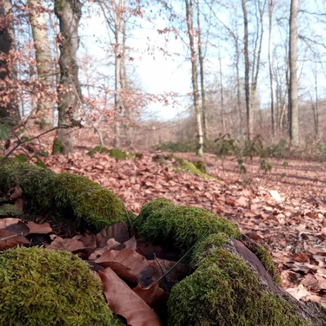 Journée en forêt autour de Puiseux-en-Retz